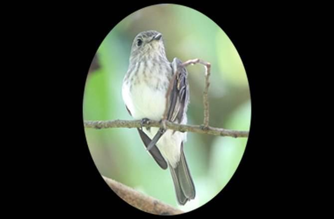 http://cdn.idntimes.com/content-images/post/old/c0570-new-bird-species-discovered-141124-1-670.jpg