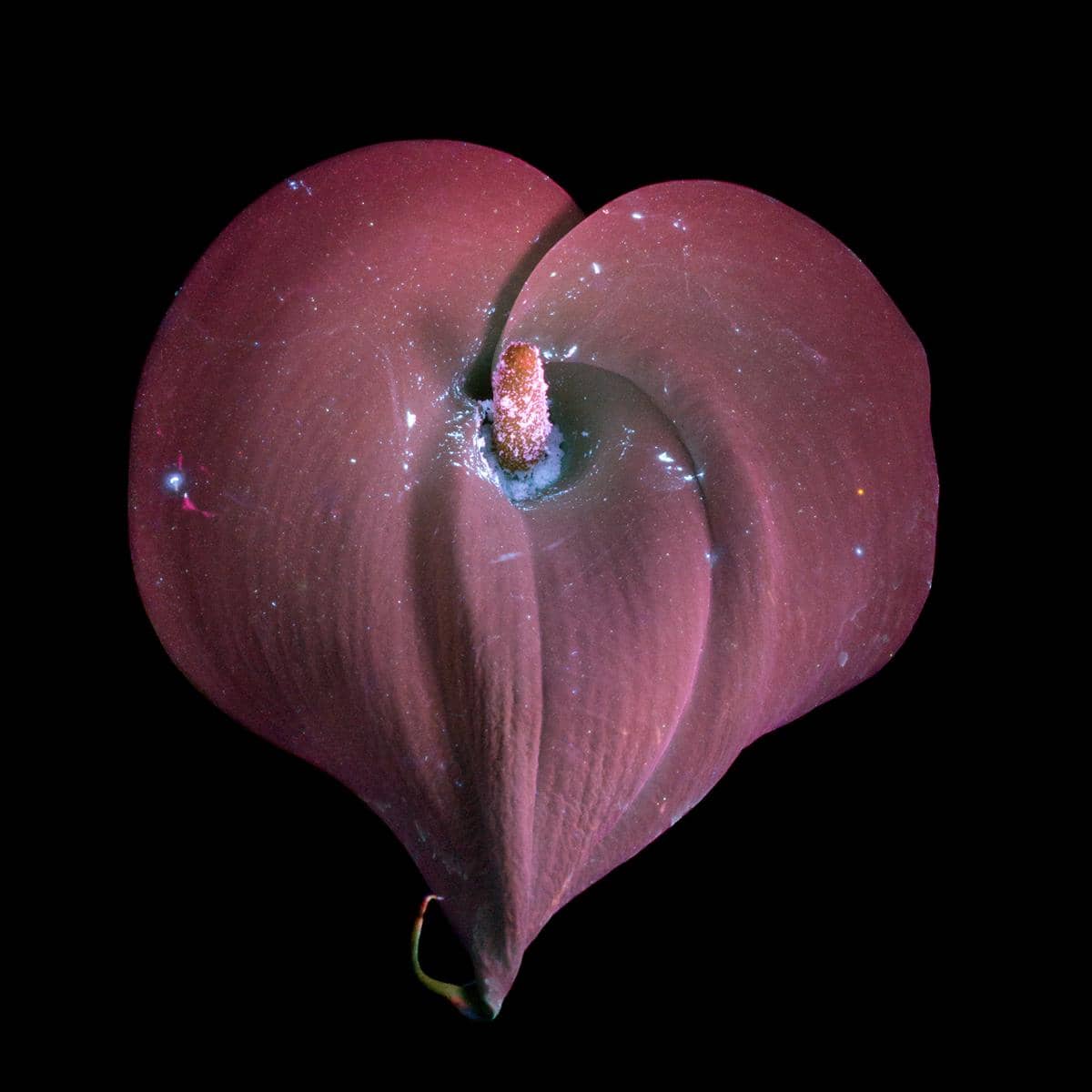 https://cdn.idntimes.com/content-images/post/20170324/calla-lily-heart-small-958bd0b6fcaf705201a532fb3c9b3789.jpg