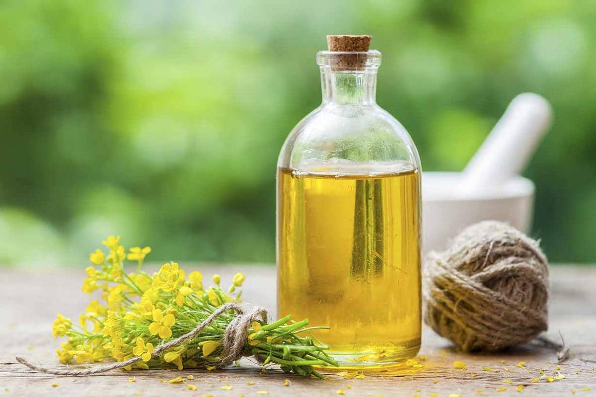 https://cdn.idntimes.com/content-images/post/20170220/canola-oil-different-vegetable-f2fd1b239e672a8cb5bc79aaf956738a.jpg