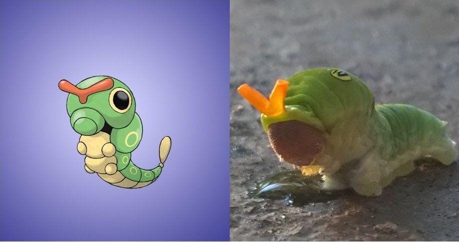 http://cdn.idntimes.com/content-images/post/20160721/caterpie-af632a33530f3f1d526821f7b8174fe1.jpg
