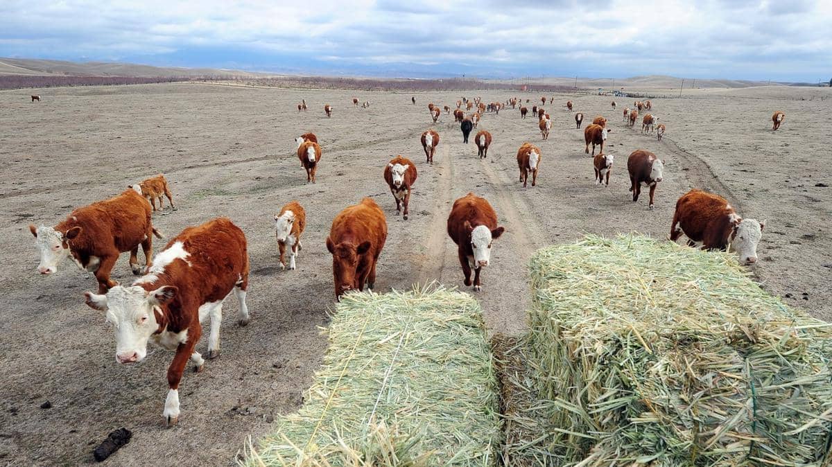 https://cdn.idntimes.com/content-images/post/20161114/cattle-in-drought-wide-837906ec97ba5977db23bc662a33e7c67dcd121e-423586db99bde301c184e35976c567c2.jpg