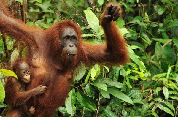 http://cdn.idntimes.com/content-images/post/old/cc0d2-Alasan16_kalimantantourscom.jpg