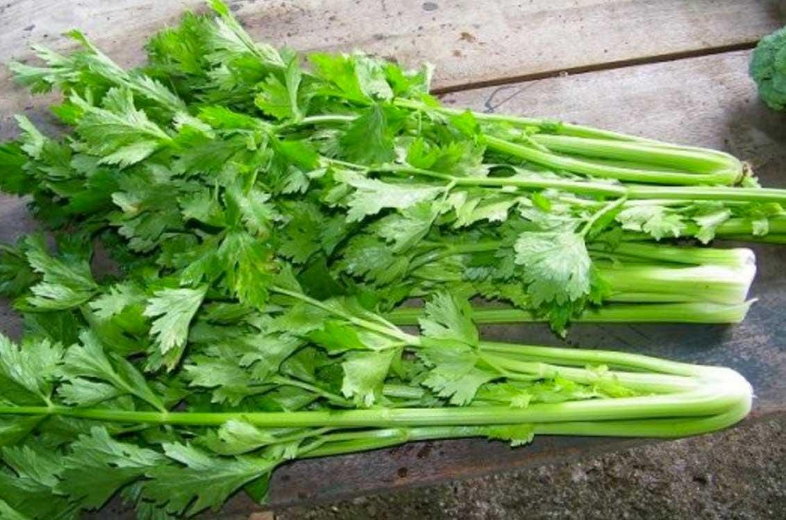 https://cdn.idntimes.com/content-images/post/20170413/celery-d2cd4fd3af8acc9cb30c5dcb0d1f4d9b.jpg