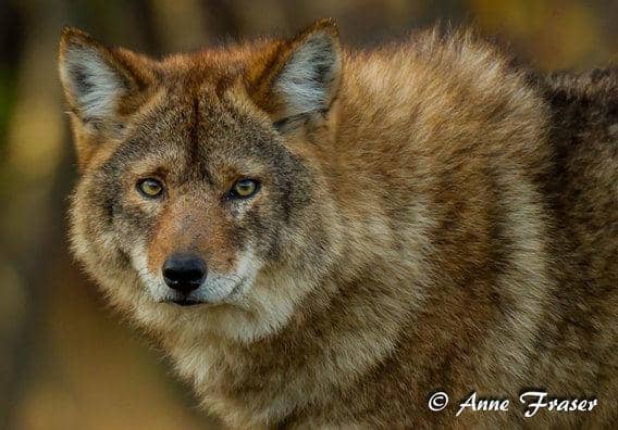 http://cdn.idntimes.com/content-images/post/20151212/coywolf-3e5228007fb82dd94147974714a88f22.jpg