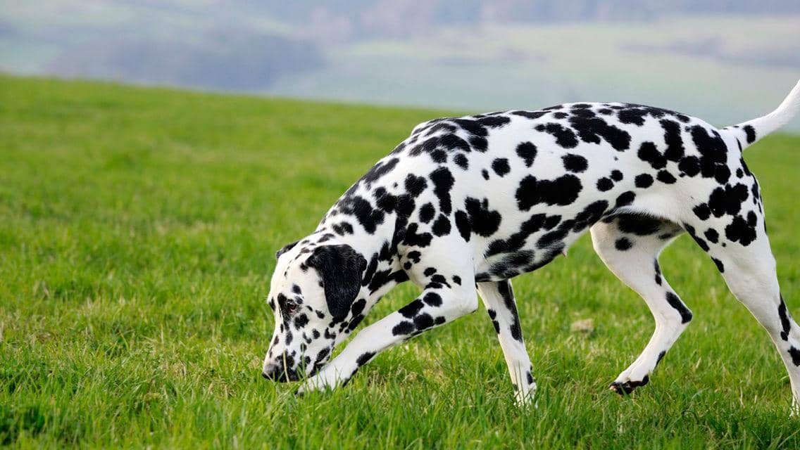 http://cdn.idntimes.com/content-images/post/20160416/dalmatian-fa9f77601c26fcf34ba09aab25635519.jpg