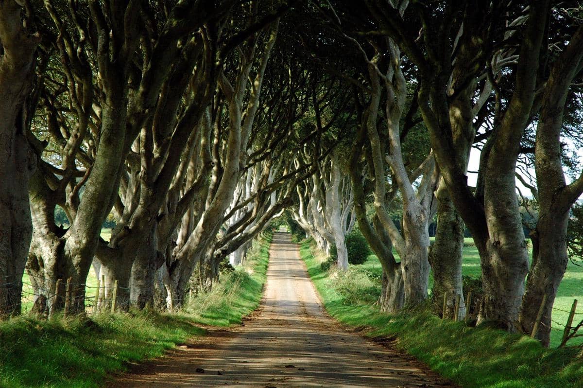 https://cdn.idntimes.com/content-images/post/20161230/dark-hedges-d206a9e515eff0946e6b8b92ddc6c410.jpg