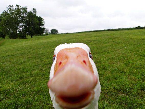http://cdn.idntimes.com/content-images/post/20151014/duck.jpg