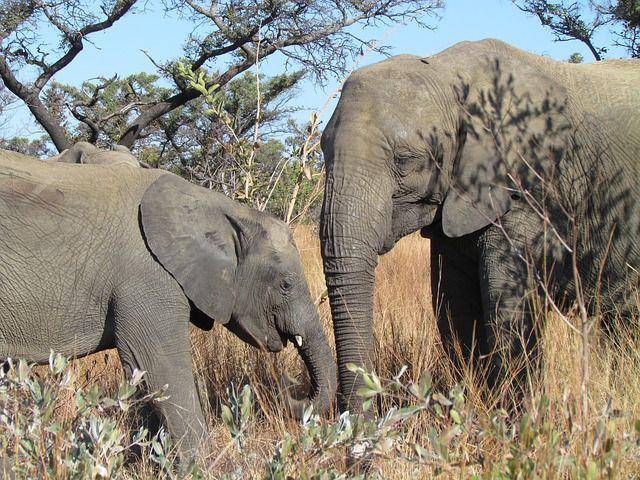 http://cdn.idntimes.com/content-images/post/20151021/elephants-382405_640.jpg