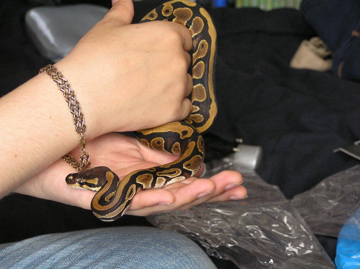 https://cdn.idntimes.com/content-images/post/20160827/ellington-barley-the-pet-ball-python-2f38efc0c0043e0a10a9929f6b2a71f5.jpg