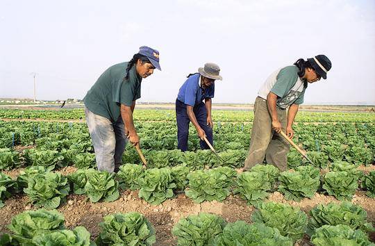 https://cdn.idntimes.com/content-images/post/20170106/farmer-012-298445bbf4903726c8da8a44873638d7.jpg