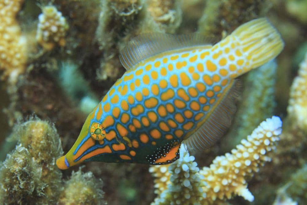 https://cdn.idntimes.com/content-images/post/20170212/filefish-965e753ed32ad2b9aeb16c251f4c0d8e.jpg