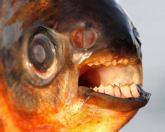 http://cdn.idntimes.com/content-images/post/20151014/fish.jpg