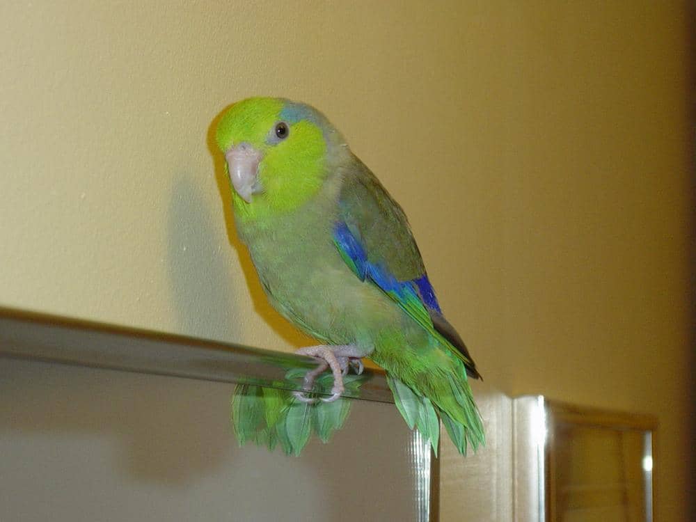 https://cdn.idntimes.com/content-images/post/20160827/forpus-coelestis-male-pet-087e0779aedd0b55f7f5f0b46d98cf11.jpg