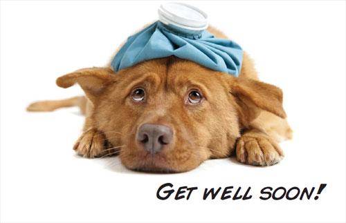 https://cdn.idntimes.com/content-images/post/20170102/get-well-soon-sick-dog-graphic-016f9f3aa1a4786b0dde17b50d6be71f.jpg