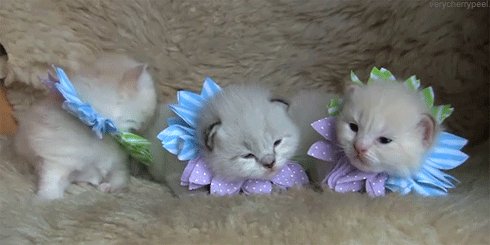 http://cdn.idntimes.com/content-images/post/20160823/giphy-4-76b186a51f5751ca2476749263f7b128.gif