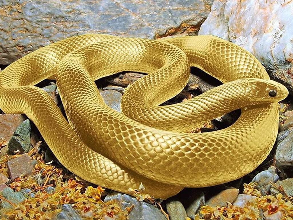 http://cdn.idntimes.com/content-images/post/20160820/golden-snake-09ah-1024x768-547a93b941c63064ddea7ee4e153bcca.jpg