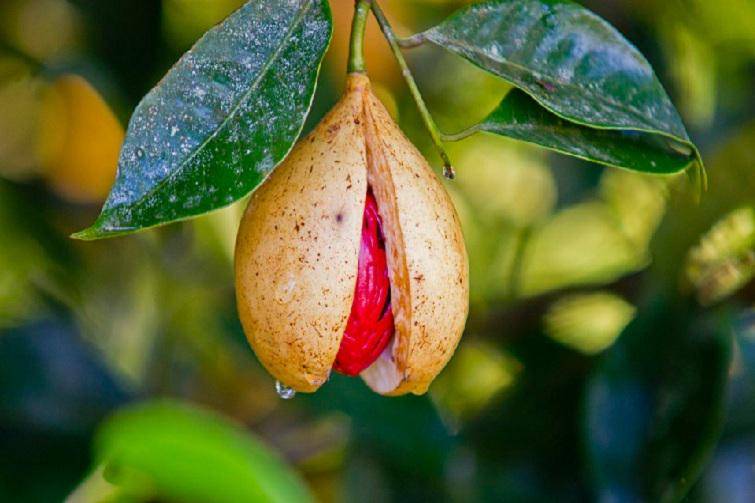 https://cdn.idntimes.com/content-images/post/20170224/grenada-nutmeg-caf2d9363020e2b317af1adeca6fc921.jpg