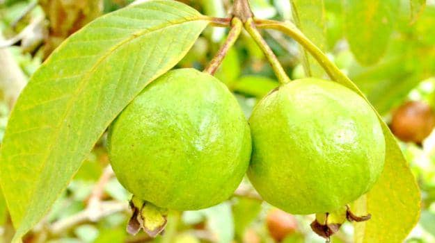 https://cdn.idntimes.com/content-images/post/20170517/guava-leaves-625-625x350-61447742172-271b4caa13dc8f415743dfae223494da.jpg
