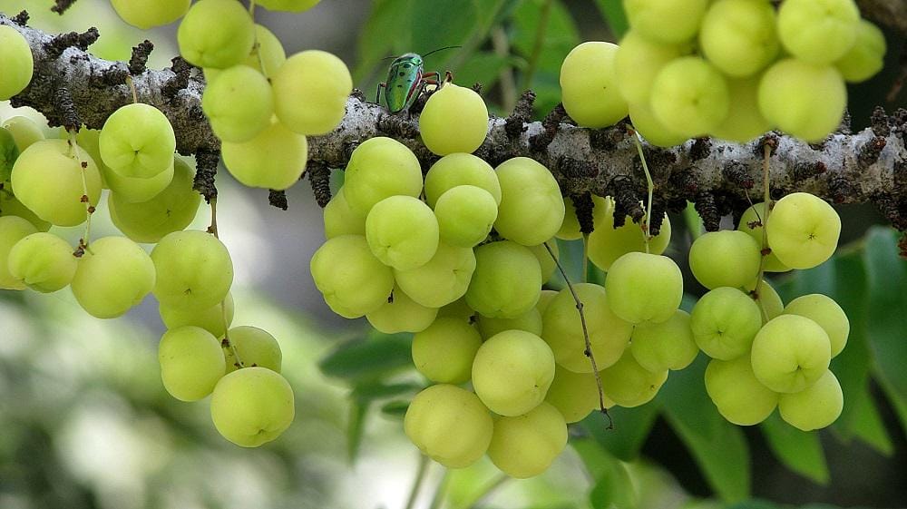 https://cdn.idntimes.com/content-images/post/20170207/health-benefits-of-gooseberry-3e635b00001d5f6d709e6ab2709f5009.jpg