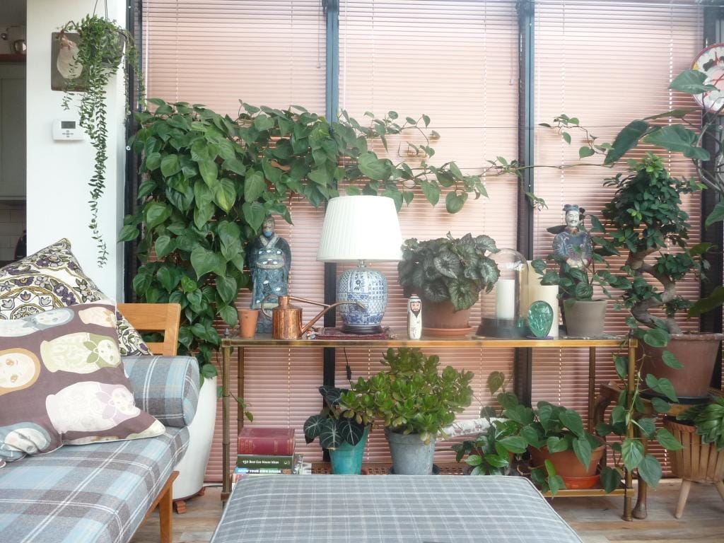 http://cdn.idntimes.com/content-images/post/20160811/house-plants-4d970ceac9cd4e2d638bd9313c446a58.jpg