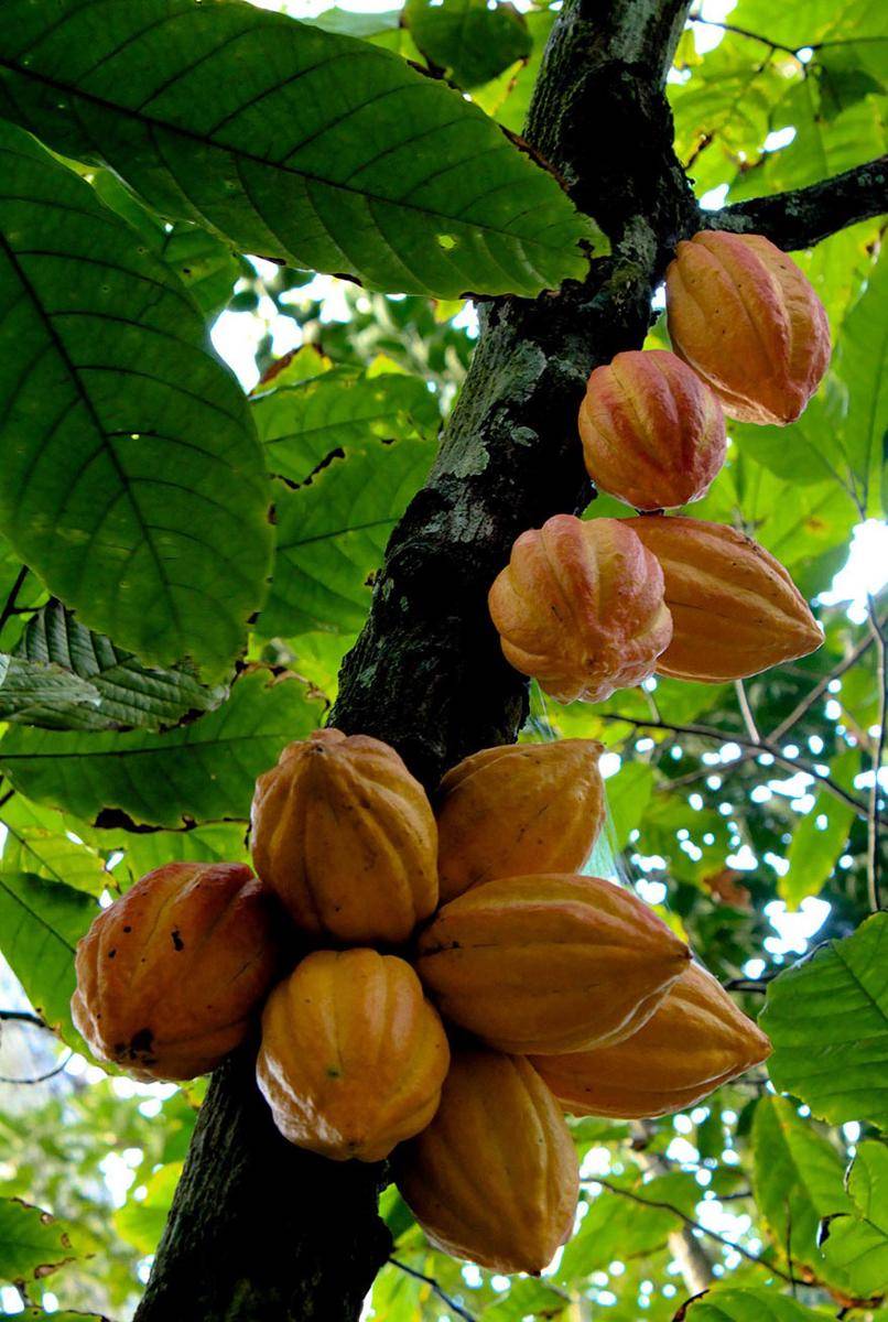 https://cdn.idntimes.com/content-images/post/20170223/how-food-grow-1-58aab11426caf-880-bd930e007c7d6ee73c3d75cc4b9ecdc0.jpg