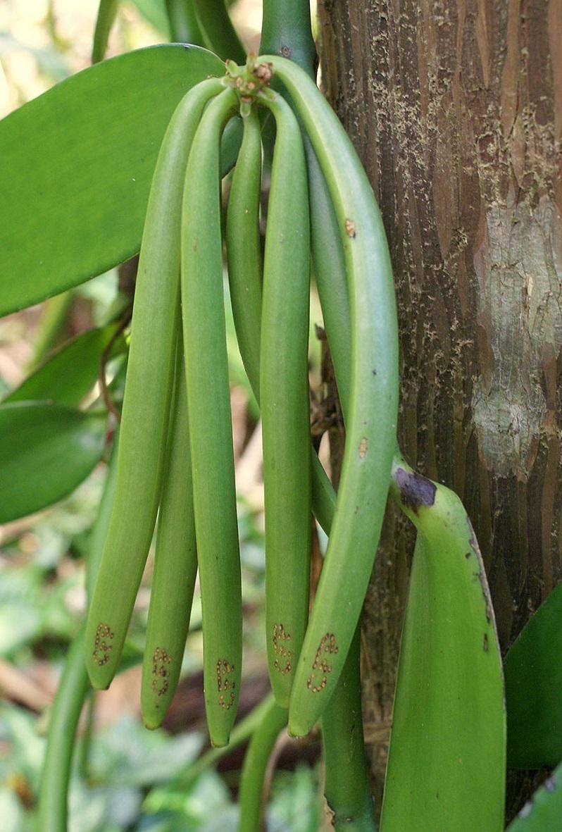 https://cdn.idntimes.com/content-images/post/20170223/how-food-grow-4-58aab11f10025-880cxi-2b88cbeb8a22b02293e7349d1fee015b.jpg
