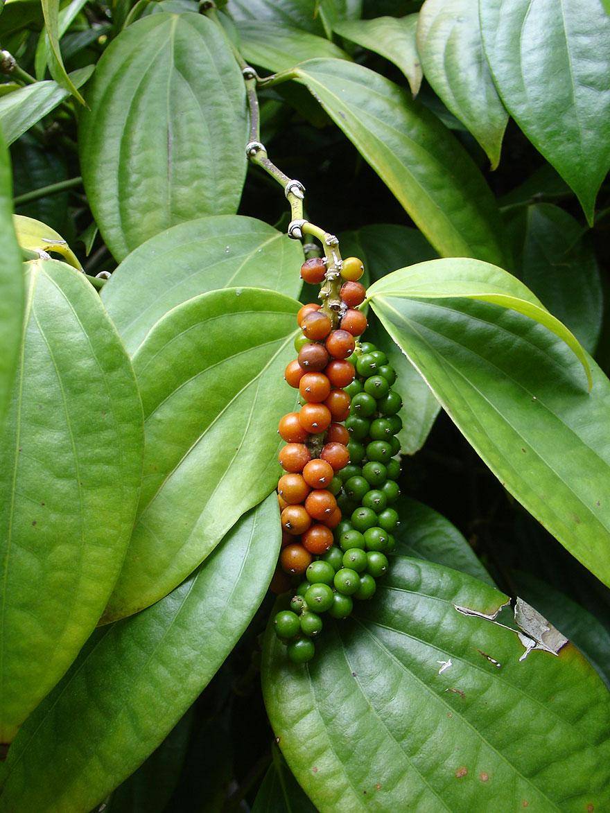 https://cdn.idntimes.com/content-images/post/20170223/how-food-grow-7-58aab1273d034-880-29fcb7bf9e3a7a616f9a74a7e0b1bead.jpg