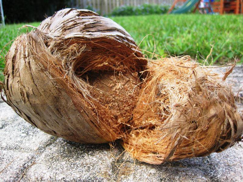 https://cdn.idntimes.com/content-images/post/20160830/howtoremovecoconuthusk05-7500b7b3b967990a9884a23e48b4e2f3.jpg