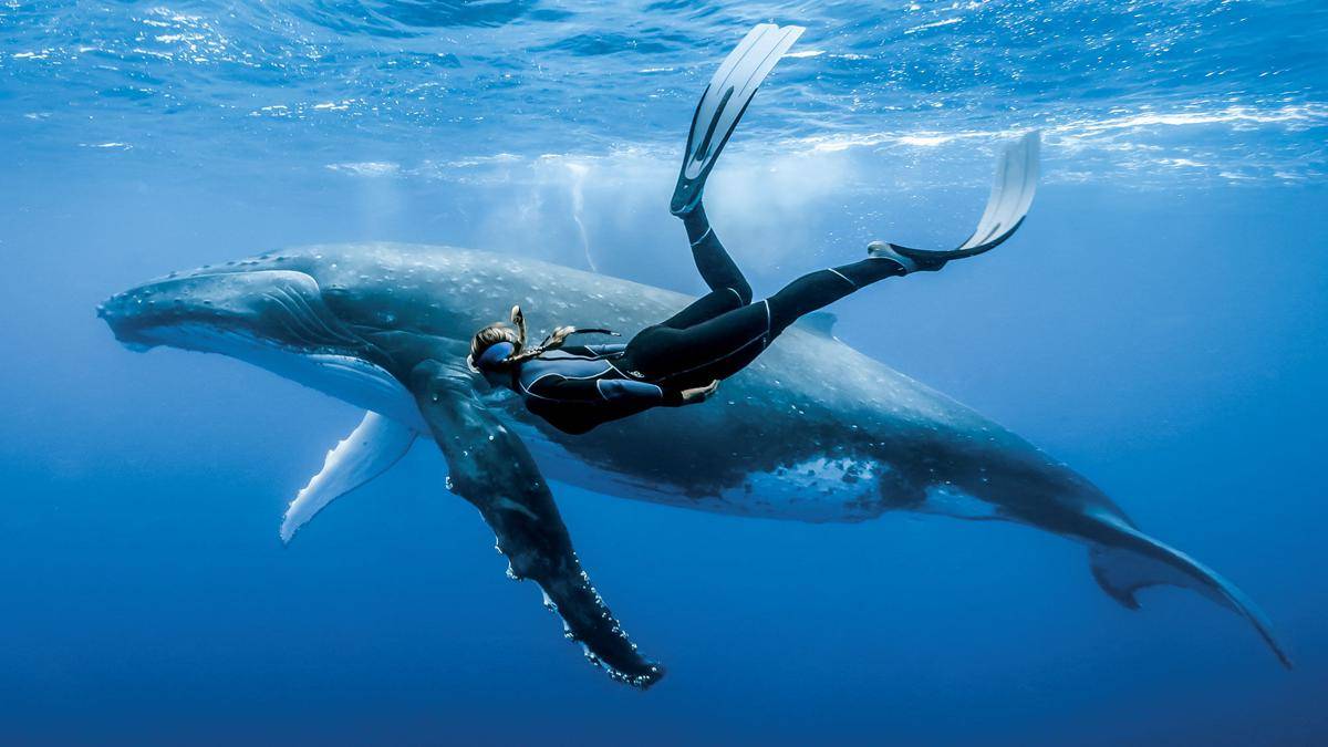 https://cdn.idntimes.com/content-images/post/20161022/humpback-freediver-photo-contest-2016-slider-77383464445eeb62899864fa825cb2fd.jpg