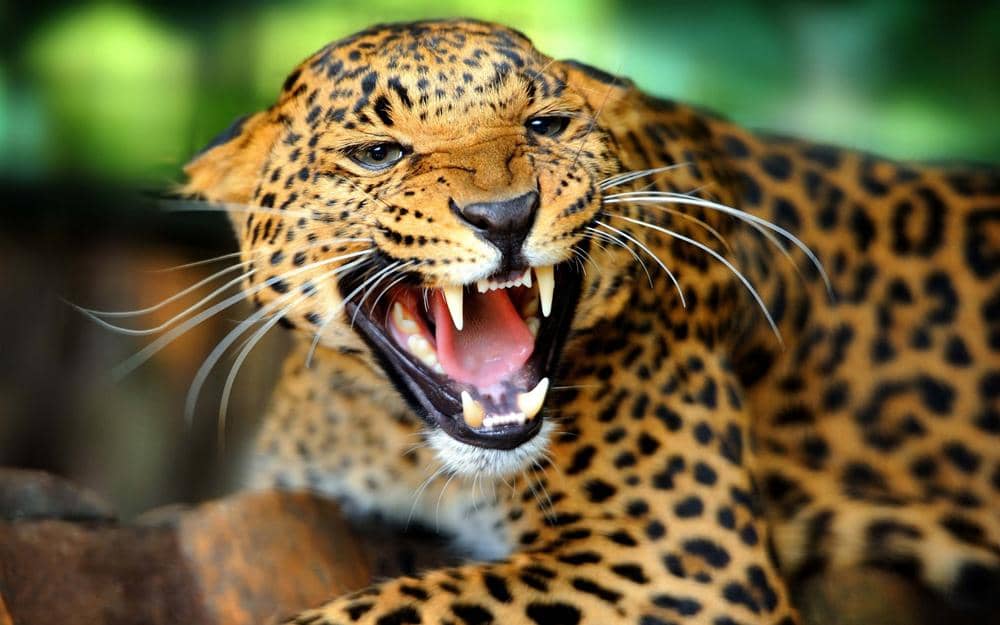 http://cdn.idntimes.com/content-images/post/20160615/jaguaranimalroaring-l-e162bbbb9b49c784-12629ce4b59a900ac3f6f97d2cd0d20e.jpg
