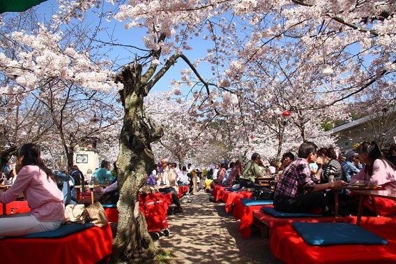 http://cdn.idntimes.com/content-images/post/20151017/jepang3_sakura.jpg