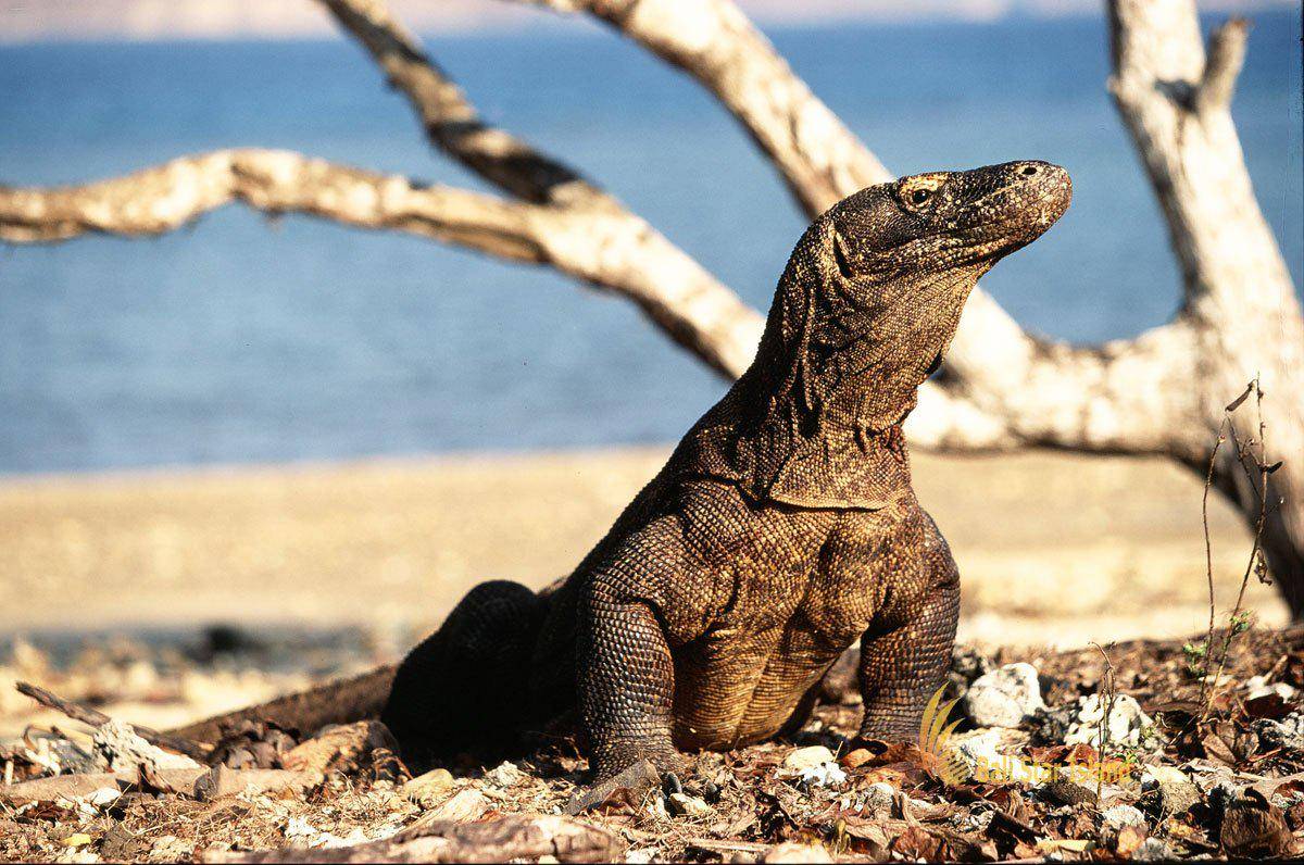 https://cdn.idntimes.com/content-images/post/20170306/komodo-2-818b43f32f10e3ed70e983430e38c26a.jpg