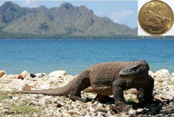 http://cdn.idntimes.com/content-images/post/20151224/komodo-at-loh-liang-465714b0bccfe2e91eea323f6163a702.jpg