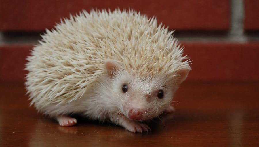 https://cdn.idntimes.com/content-images/post/20160827/landak-mini-albino-71d9b867cf2daa466c35164cac2d182b.jpg