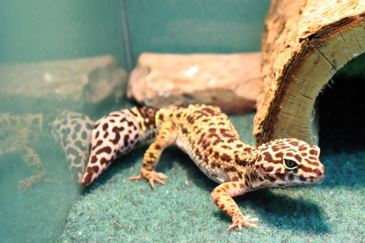 https://cdn.idntimes.com/content-images/post/20160827/leopard-gecko4499-8999-54640-zoom-e68b209ce9dea242960f1059ed264807.jpg