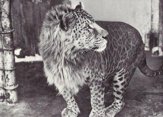 http://cdn.idntimes.com/content-images/post/20151212/leopon-94592ba2e1dbe6eba19f79176de36889.jpg