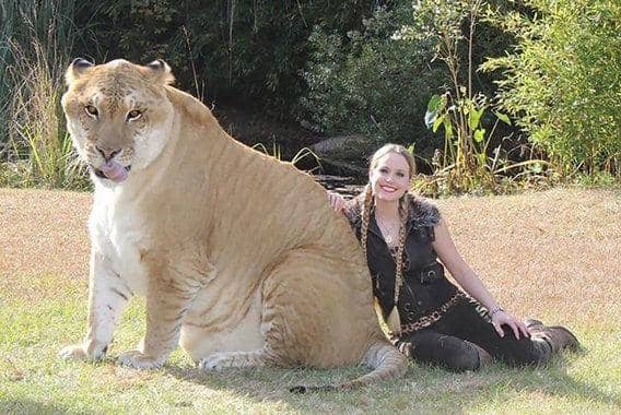 http://cdn.idntimes.com/content-images/post/20151212/liger-28ea147fb4cf1e4e5dd86b525b31cb1d.jpg