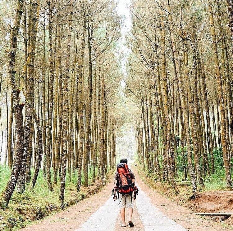 http://cdn.idntimes.com/content-images/post/20160727/location-hutan-pinus-kragilan-magelang-jawa-te-e221ce0fe9974cc1c34716ee05624db8.jpg
