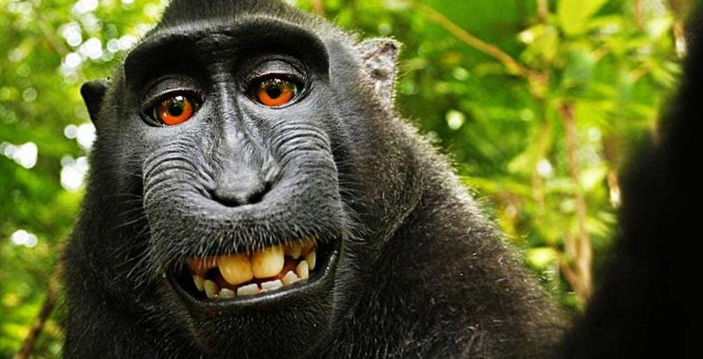 https://cdn.idntimes.com/content-images/post/20170404/monkey-selfie-79f58b7d4093725cd4b853c083bc8f0d.jpg