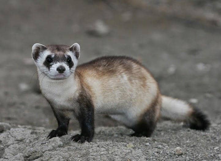 https://cdn.idntimes.com/content-images/post/20160827/mustela-nigripes-2-7f5c92286cdfce025ee9315b71a876ce.jpg