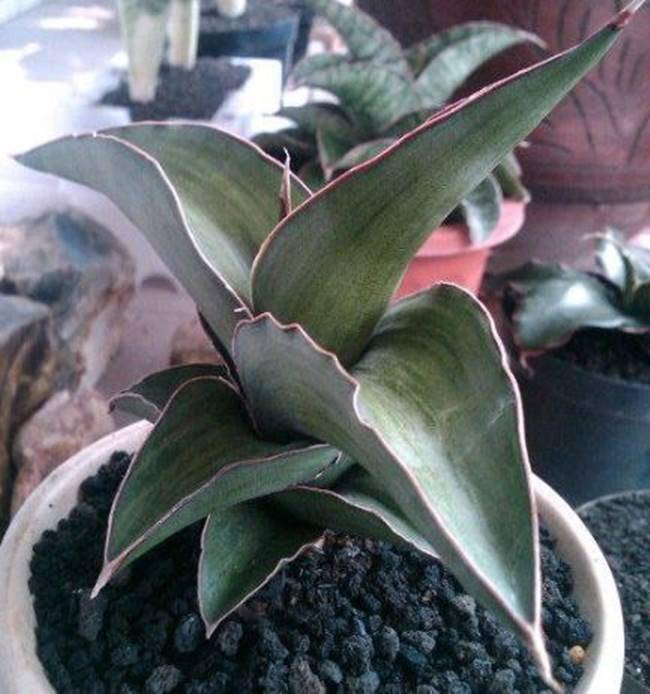 https://cdn.idntimes.com/content-images/post/20161019/n15-varigated-snake-plant-2a37ee7c4de59f07486238218515310a.jpg