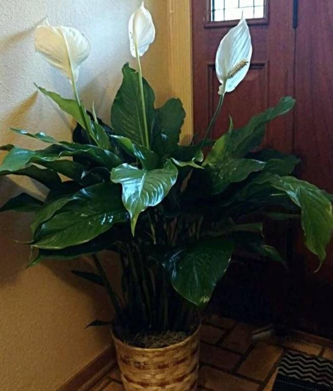 https://cdn.idntimes.com/content-images/post/20161019/n17-peace-lily-560411337bc028fdf7368c47f863c0c3.jpg