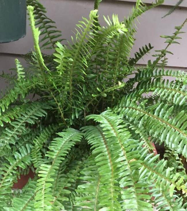 https://cdn.idntimes.com/content-images/post/20161019/n3-kimberley-queen-fern-6efe44fcfbf9a92ec8668da0de92a00e.jpg