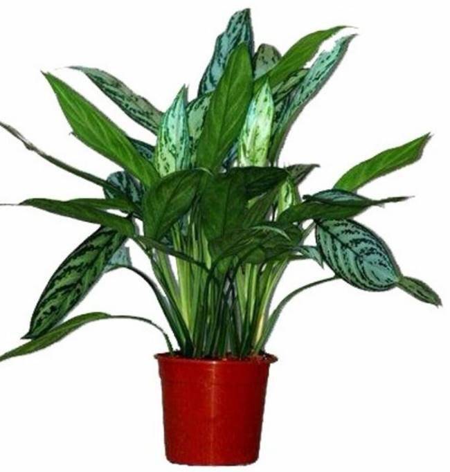 https://cdn.idntimes.com/content-images/post/20161019/n5-chinese-evergreen-ca21f8a967752fbe2717a69132372655.jpg