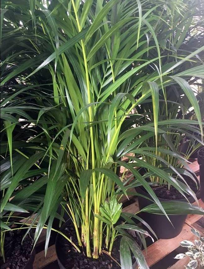 https://cdn.idntimes.com/content-images/post/20161019/n6-bamboo-palm-9ae3b32eb83648060cd96a8b67527355.jpg
