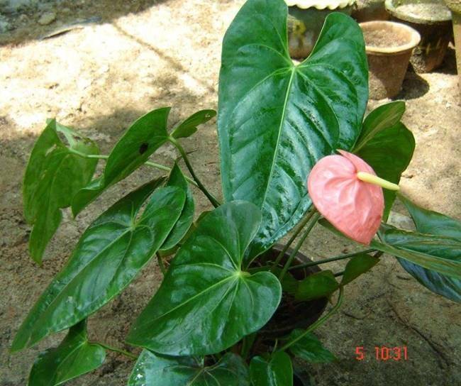 https://cdn.idntimes.com/content-images/post/20161019/n9-flamingo-lily-31d6f947b45c38c71b00a1b82f382fb7.jpg