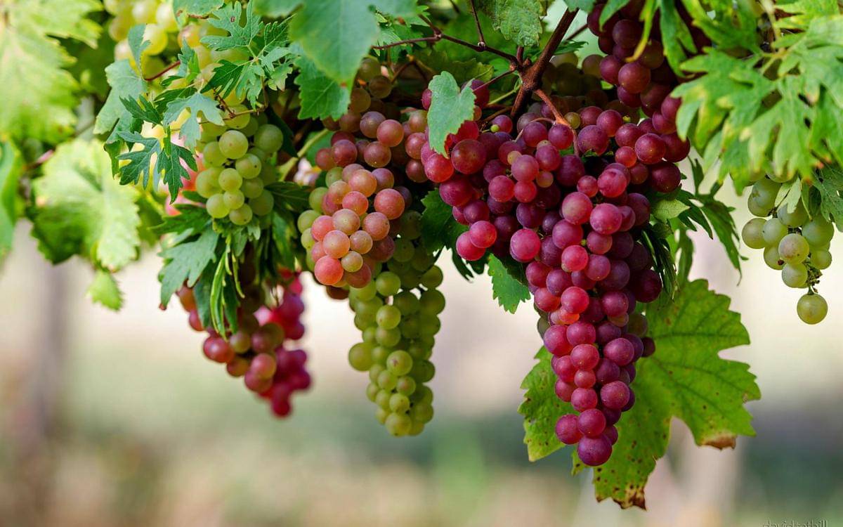 https://cdn.idntimes.com/content-images/post/20161010/nature-beautiful-grapes-high-definition-full-screen-wallpaper-image-download-588e9b2034de4731778788e71ef733c6.jpg
