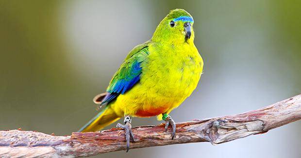 https://cdn.idntimes.com/content-images/post/20161129/nuri-austraian-geo-1b7f44ac69d933618901b719e8386e1e.jpeg