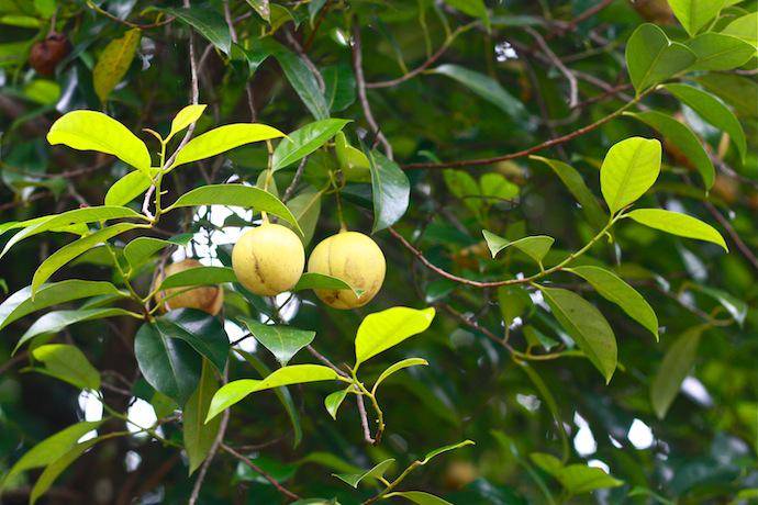 https://cdn.idntimes.com/content-images/post/20170224/nutmeg-tree-in-balik-pulau-penang-nutmeg-factory-2bd9ac0838853deacd483e6270753fef.JPG