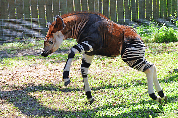 https://cdn.idntimes.com/content-images/post/20161206/okapi-pic-1400x933-bff3100-0b8c24d70e7cd5f795f1bcc10de80905.png